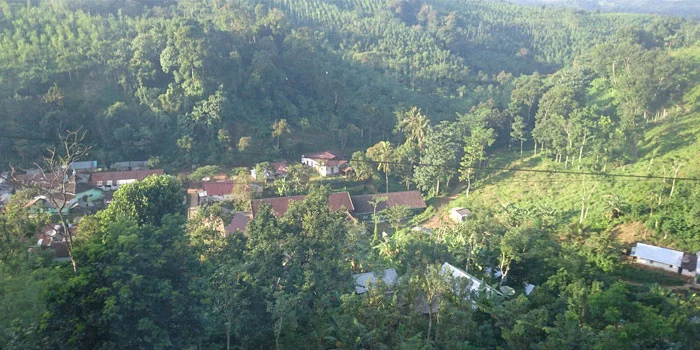 Alas-Gumitir-Hutan-Angker,-Sekaligus-Dipercaya-Sebagai-Kisah-KKN-Desa-Penari