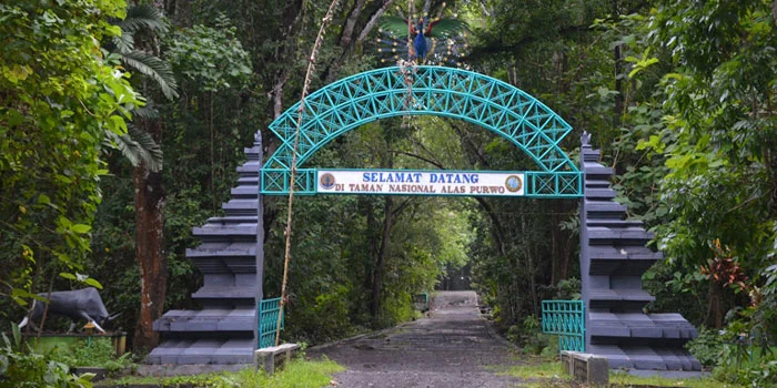 Alas-Purwo-Hutan-Tertua-Jawa-Yang-Angker-Dengan-Berbagai-Ceritanya